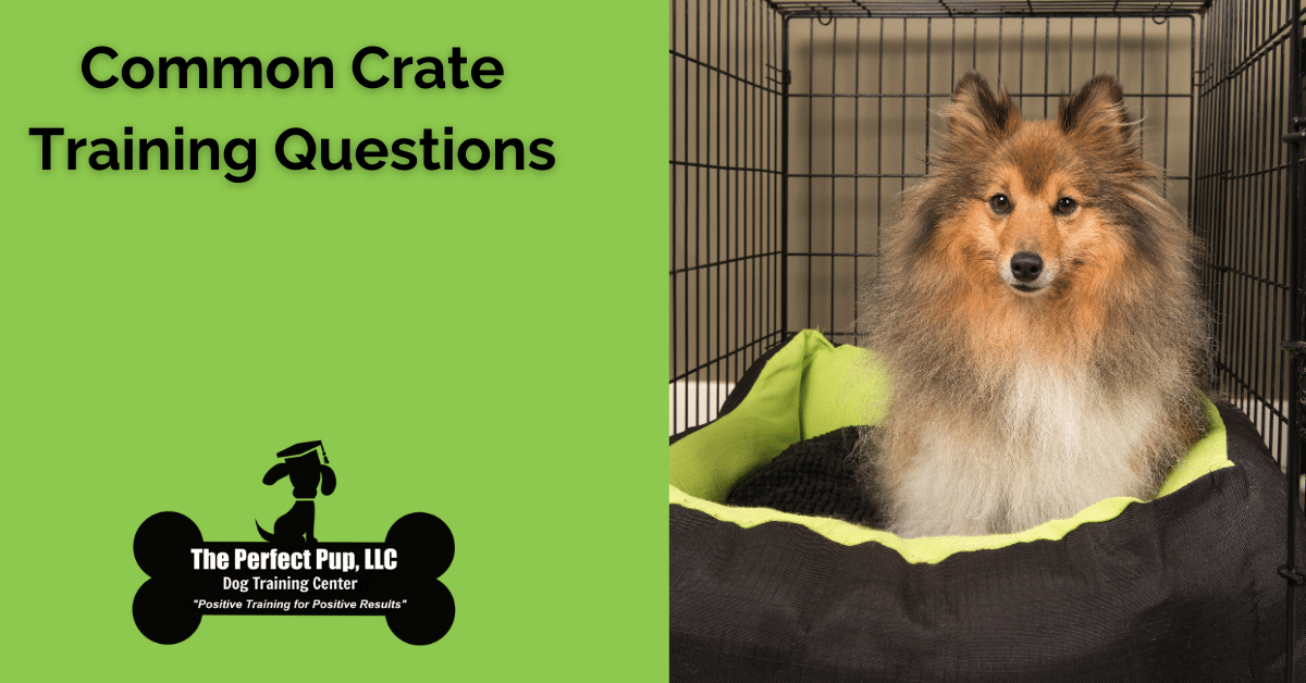 How to Crate Train a Dog, According to a Professional Dog Trainer